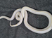 albino California kingsnake