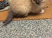Last 2 Himalayan X Chinchilla Persian Kittens Looking for a home
