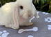 X8 baby mini lops