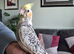 Hand reared cockatieal
