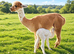 Stunning Group of 3 females with 3 male cria at foot