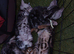 6 bengal kittens