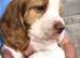 KC REGISTERED WORKING COCKER SPANIEL PUPPIES