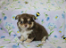 Stunning Russian/Thai long coat puppies