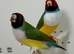 Gouldian finches  for sale
