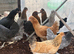 Point of Lay Hens - VARIOUS BREEDS READY NOW