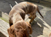 Girl dachshund puppies for sale