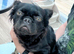 French bulldog fluffy