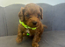 Health Tested Cavapoo Pups