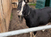 BGS registered British alpine billy goat stud loan