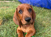 Last male dachshund puppy