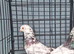 Tippler males
