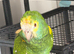 Amazon parrot
