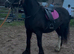 For sale dior 14.3hh 6yo cob mare