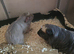 2 Pairs of bonded male guinea pigs for sale