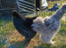 Silkie pair