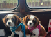 King Charles cavalier