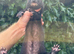 Black solid semi angora Jill 2 year old