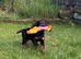 Black & Tan Cocker