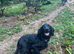 Cocker spaniel