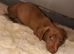 Beautiful Dachshund x Miniature Jack Russell Puppies