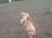 Labrador