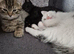 6 playful kittens ..ready now