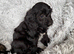 Beautiful Cockapoo puppies looking for there forever family home