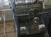 Pair of lovlry birds for sale