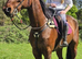 9yr old Bay pacer gelding