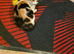 4 year old cat