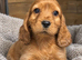 Gorgeous cocker spaniel puppies