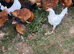 17 weeks old point of lay hens