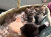 2x gorgeous tabby boys