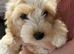 Bichon Cockachon pupies