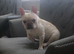 French bulldog Ella