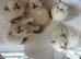Amazing blue point kittens for sale