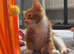 9 week female kitten