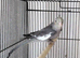 Normal Male Cockatiel
