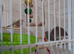 Seeling all my finches