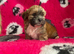 Cute & Cuddly Shorkie Puppies Available