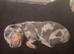 Dashhound puppies