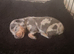 Dashhound puppies