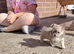 Long coat chihuahua puppies