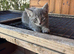 Russian Blue Cross Bengal