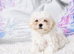 Gorgeous Maltese puppies looking for new homes, 1 boy and 1 girl