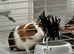 Guinea Pig with Cage
