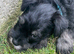Stunning Miniature Schnauzer puppies