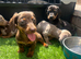 6 miniature dachshund puppy’s ready for there new homes