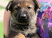 Elite KC Registered Dark Sable Czech Working Line German Shepherd Puppies